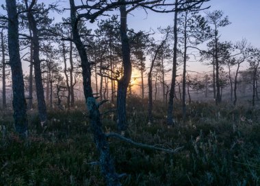 Bataklık çamları ve geleneksel çamurlu bitki örtüsü, bulanık arka plan, sisli bataklık, alacakaranlık, Dikli, Madiesenu çamuru, Letonya