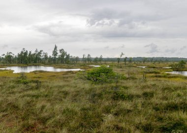 Yağmurlu bir gün, yağmurlu bir zemin, geleneksel bataklık manzarası, bataklık otları ve yosunları, yağmurda bataklık çamları, sonbaharda bataklık, Nigula Doğa Rezervi, Estonya