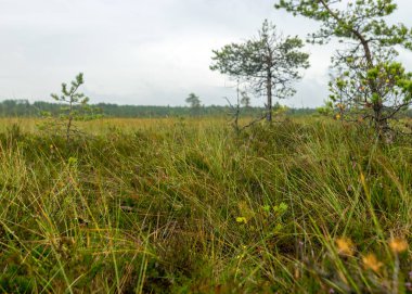 soyut bataklık yosunu, liken ve çimen dokusu, bataklık bitkisi, arka plan için uygun, duvar kağıdı