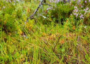 soyut bataklık yosunu, liken ve çimen dokusu, bataklık bitkisi, arka plan için uygun, duvar kağıdı