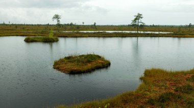 Yağmurlu bir gün, yağmurlu bir zemin, geleneksel bataklık manzarası, yağmurda bataklık gölü, bataklık çimi ve yosun, yağmurda küçük çamlar, sonbaharda bataklık, Nigula bataklığı, Estonya