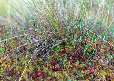 soyut bataklık yosunu, liken ve çimen dokusu, bataklık bitkisi, arka plan için uygun, duvar kağıdı