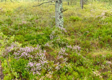 Bataklık orman bitkileri, bitkiler, çimenler, yosun yağmurda, sonbahar doğası