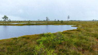 Yağmurlu bir gün, yağmurlu bir zemin, geleneksel bataklık manzarası, yağmurda bataklık gölü, bataklık çimi ve yosun, yağmurda küçük çamlar, sonbaharda bataklık, Nigula bataklığı, Estonya