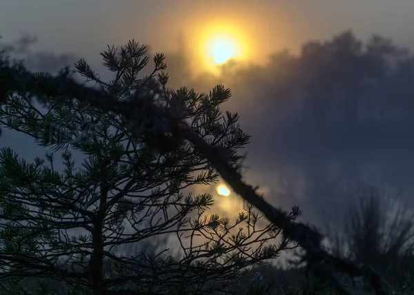 日の出 バックライト 湿地松と伝統的な袋の植生と霧の袋の風景で木の枝のシルエット ファジィの背景 袋に霧 夕暮れ — ストック写真