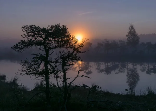 Silhouettes Branches Arbres Lever Soleil Contre Jour Paysage Tourbières Brumeuses — Photo