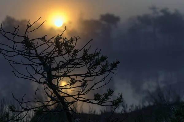 Siluetas Ramas Árboles Amanecer Contraluz Paisaje Pantanoso Brumoso Con Pinos — Foto de Stock