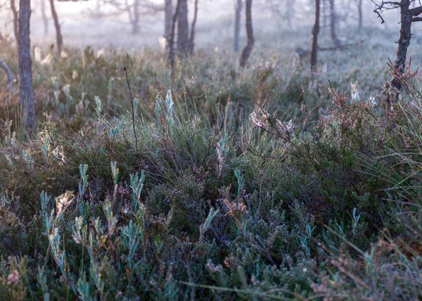 Mlhavá Bažinatá Krajina Bažinatými Borovicemi Tradiční Bažinatou Vegetací Fuzzy Pozadí — Stock fotografie