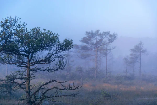 Туманный Болотный Ландшафт Болотными Соснами Традиционной Болотной Растительностью Нечеткий Фон — стоковое фото