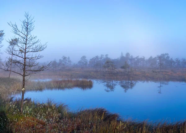 Lac Tourbière Paysage Tourbière Brumeuse Avec Des Pins Des Marais — Photo