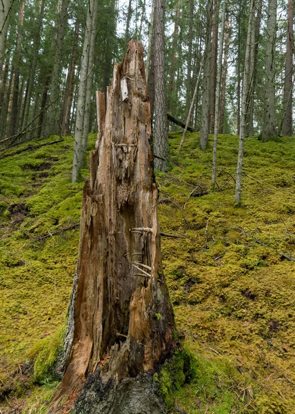 Старий Ялиновий Стовбур Гниле Старе Дерево Осінній Ліс — стокове фото