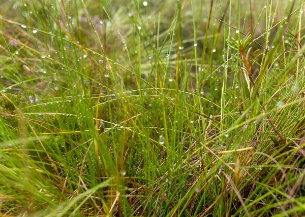 Vegetazione Boschiva Paludosa Piante Erba Muschio Sotto Pioggia Natura Autunnale — Foto Stock