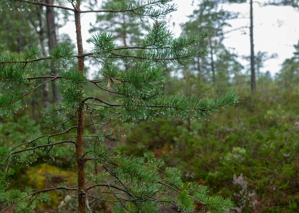 Regentag Regnerischer Hintergrund Traditionelle Moorlandschaft Moorgras Und Moos Kleine Moorkiefern — Stockfoto