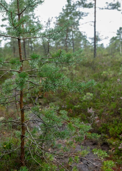 茂密的森林植被 雨水中的苔藓 秋天的自然 — 图库照片
