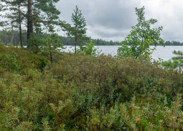 雨の日 雨の背景 伝統的な袋の風景 袋の草と苔 雨の間の小さな袋の松 秋の袋 ニグラ自然保護区 エストニア — ストック写真