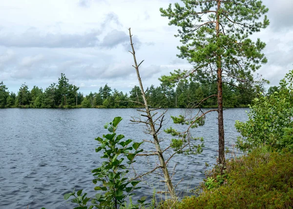 Rainy Day Rainy Background Traditional Bog Landscape Bog Lake Rain — Stock Photo, Image