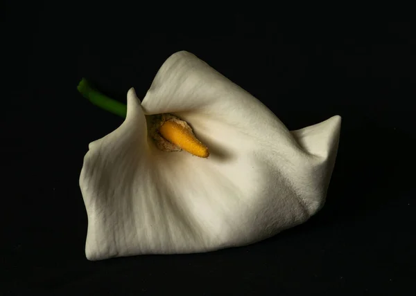 Beautiful White Callus Black Background Close Callus Flower — Stock Photo, Image