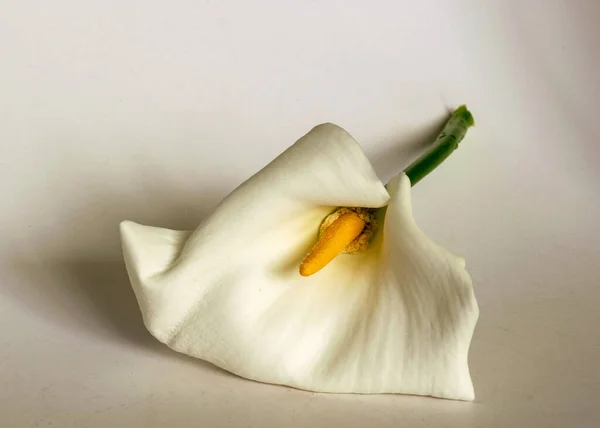 Beautiful White Callus White Background Close Callus Flower — Stock Photo, Image