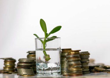 Çeşitli şekillerde eski metal paralar, ülkeler ve değerler, ön planda yeşil para ağacı filizlenen bir bardak, para tasarrufu konsepti