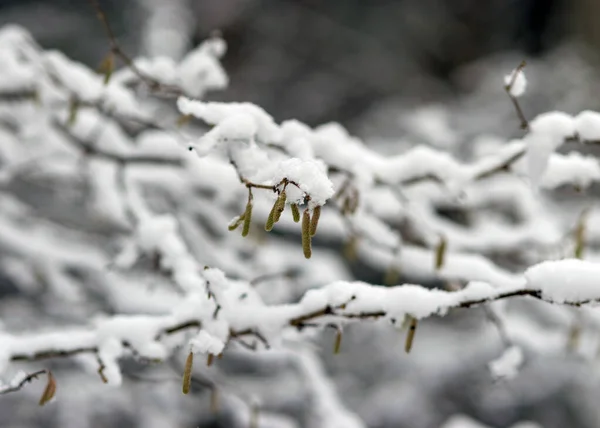Abstrakcyjne Wzory Gałęzi Drzew Pokryte Śniegiem Gałęzie Drzew Piękna Zima — Zdjęcie stockowe