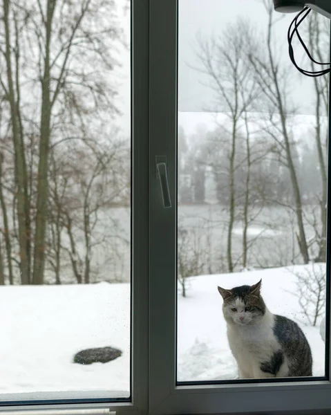Picture Window Motley Tomcat Sitting Window Blurred View Window Winter — Stock Photo, Image
