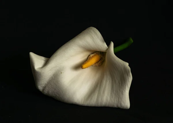 Beautiful White Callus Black Background Close Callus Flower — Stock Photo, Image