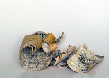 Huş ağacının kabuğuyla, kabuğuyla. beyaz arkaplan