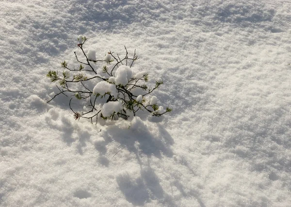 阳光普照 天气寒冷 雪地条件完美 积雪下有小松树 沼泽里有冬天的仙境 沼泽里有粉状的雪覆盖着沼泽植物 — 图库照片