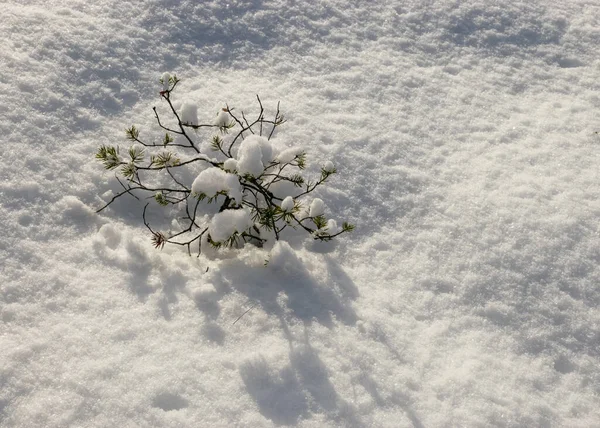 sunny and cold weather, perfect snow conditions, small bog pines under the snow, winter wonderland in the bog, powdery snow covers the bog plants