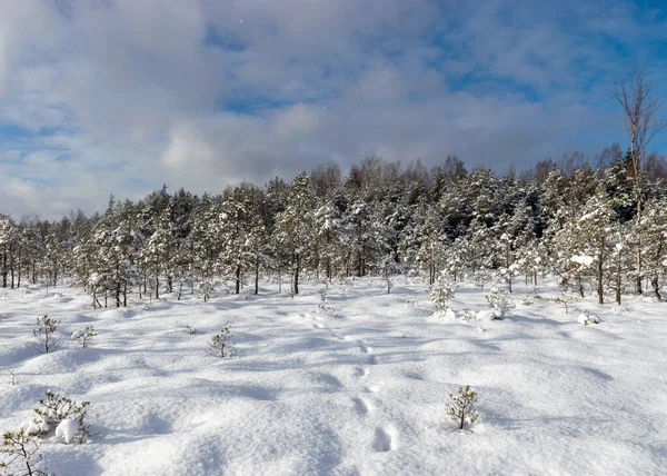 Snowy Bog Forest Blizzard Amazing Winter Wonderland Cold Weather Perfect — Stock Photo, Image