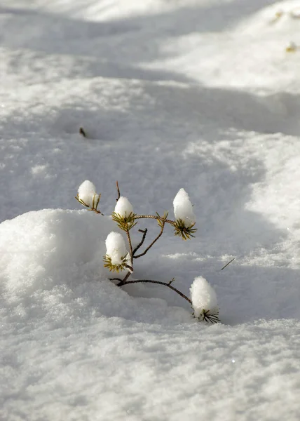 Soligt Och Kallt Väder Perfekta Snöförhållanden Små Myrtallar Snön Vinterlandskap — Stockfoto