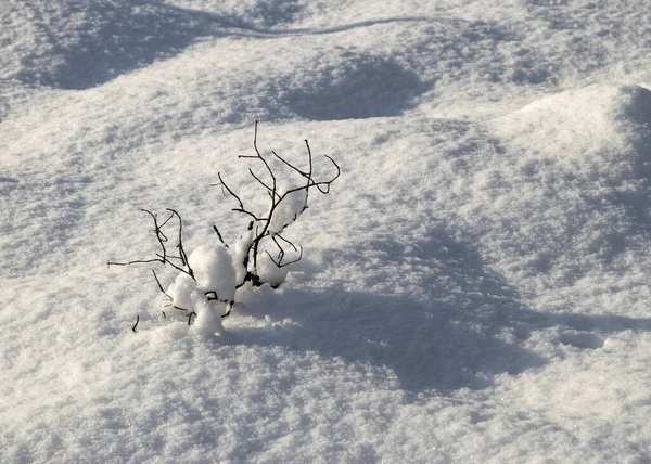 Sunny Cold Weather Perfect Snow Conditions Small Bog Pines Snow Royalty Free Stock Images