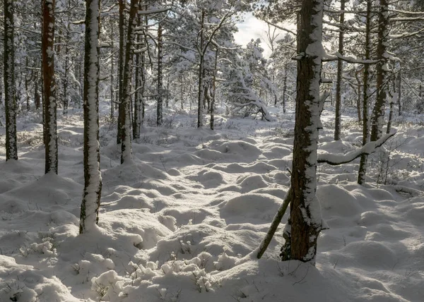 Снежный Болотный Лес После Метели Удивительная Зимняя Страна Чудес Деревья — стоковое фото