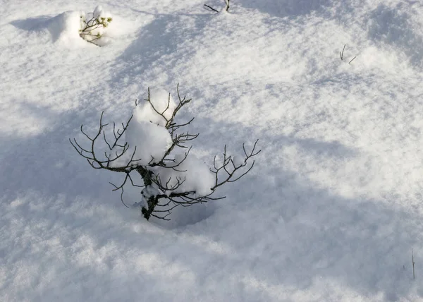 sunny and cold weather, perfect snow conditions, small bog pines under the snow, winter wonderland in the bog, powdery snow covers the bog plants