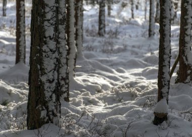 Kar fırtınasından sonra karlı bataklık ormanı, inanılmaz kış harikalar diyarı, yakın ağaçlar, soğuk hava ve mükemmel kar koşulları, bataklığı kaplayan toz kar, Diklu ilçesi, Madiesenu bataklığı, Letonya