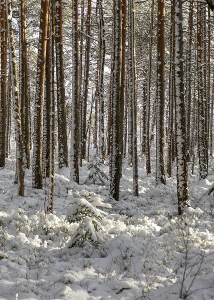 Snowy Bog Forest Blizzard Amazing Winter Wonderland Trees Close Cold — Stock Photo, Image