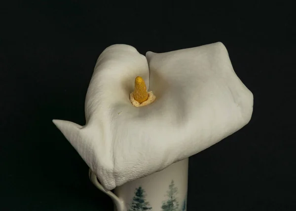 Beautiful White Callus Black Background Close Callus Flower — Stock Photo, Image