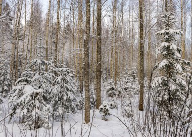 Bir kış günü huş ağacı, karla kaplı ağaçlar, karla kaplı küçük filizler, Letonya kış manzarasında güzel karla kaplı ağaçlar.