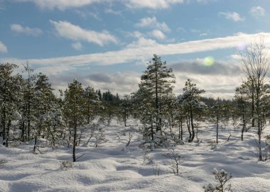Kar fırtınasından sonra karlı bataklık ormanı, inanılmaz kış harikalar diyarı, soğuk hava ve mükemmel kar koşulları, bataklığı kaplayan toz kar, Diklu bölgesi, Madiesenu bataklığı, Letonya