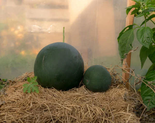 Komposition Mit Wassermelonen Auf Dem Heuhaufen Gewächshaus Erntezeit Herbstgarten — Stockfoto