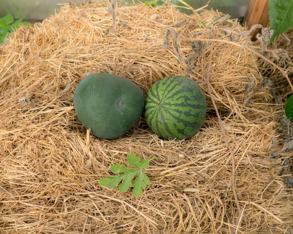 Komposition Mit Wassermelonen Auf Dem Heuhaufen Gewächshaus Erntezeit Herbstgarten — Stockfoto