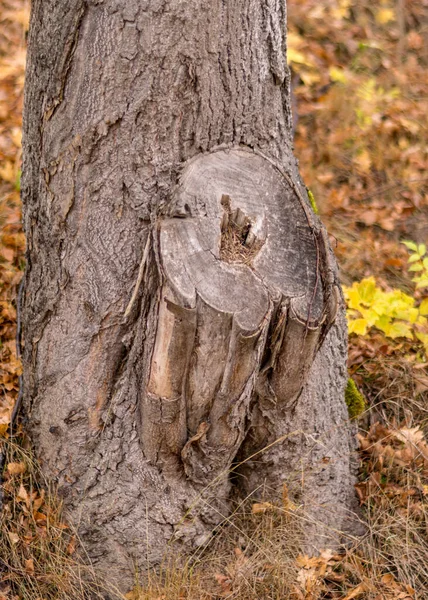 Pnie Drzew Porośnięte Mchem Porostami Jesienny Park Stare Pnie Drzew — Zdjęcie stockowe