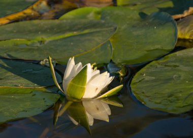 Gölde güzel beyaz nilüferler, suda yansımalar, deniz kenarında yaz zamanı