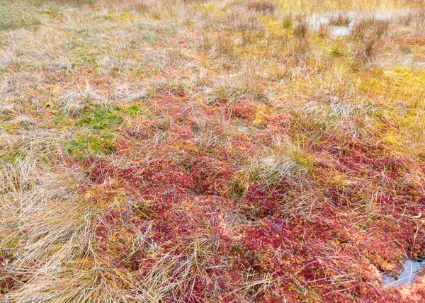 Fond Coloré Abstrait Mousse Tourbière Lichen Herbe Belle Texture Adapté — Photo