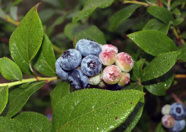 Câmp Afine Vedere Aproape Fructelor Afine Suculente Timp Recoltare Timp — Fotografie, imagine de stoc