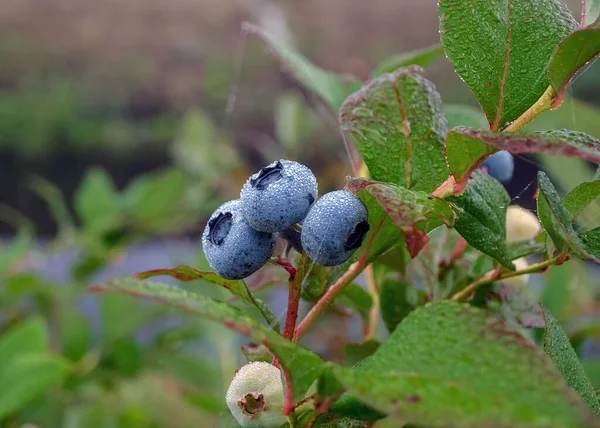 Blueberry Field Close View Juicy Blueberry Berries Harvest Time Autumn — Stock Photo, Image