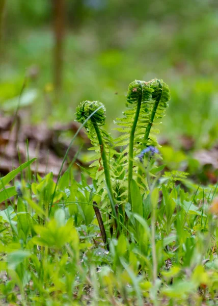 Fern Blad Bakgrund Unga Gröna Skott Ormbunke Polypodiophyta Vårsäsongen Närbild — Stockfoto