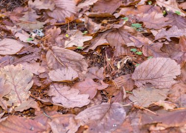 Sonbahar ormanlarındaki eski sonbahar yapraklarının soyut dokusu, ormana özgü fauna.