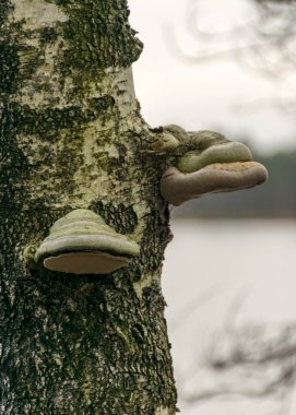 Eski bir huş ağacının gövdesinde acılı bir resim, taşmış bir gölün kıyısında ölen ağaçlar.