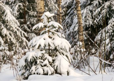 Bir huş ağacı ve karla kaplı küçük bir Noel ağacı olan kış manzarası. Güzel bir kış günü.